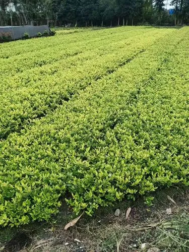 提升运动品质，选择塑胶跑道材料没错！